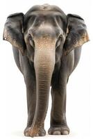 An elephant standing in front of a white background photo