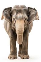An elephant with large ears standing in front of a white background photo