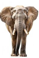 An elephant with tusks standing in front of a white background photo