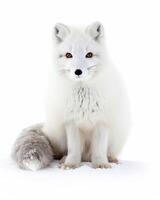Arctic fox isolated on white background photo