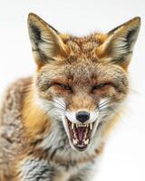 A close up of a fox with its mouth open photo