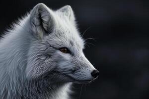 An arctic fox with a dark background photo