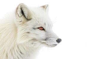 An arctic fox with red eyes on a white background photo