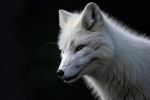 A white fox with orange eyes looking off to the side photo