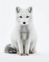 An arctic fox sitting in front of a white background photo