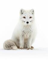 Arctic fox, arctocephalus lupus arctos, sitting in the photo