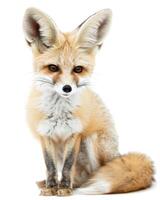 A fox sitting in front of a white background photo