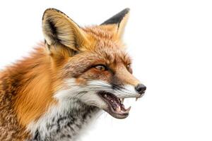 A red fox with its mouth open on a white background photo