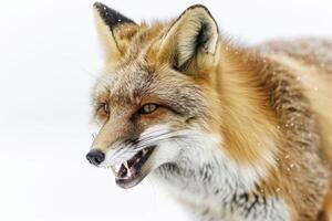 A red fox is standing in the snow photo