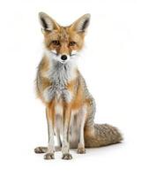 A fox is sitting in front of a white background photo