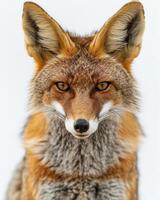 A close up of a red fox looking at the camera photo