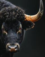A bull with big horns on a black background photo