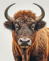 A close up of a bull with large horns photo