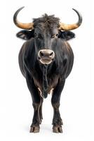 A bull with large horns standing in front of a white background photo