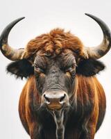 A bull with big horns standing in front of a white background photo