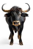 Bull with horns isolated on white background photo