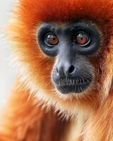 A close up of a red headed monkey photo