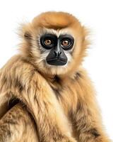 A monkey with a long tail sitting down photo