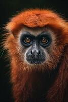 A red - headed monkey with big eyes photo
