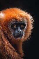 A red - headed gibbon monkey on a black background photo