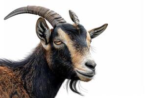A goat with long horns on a white background photo