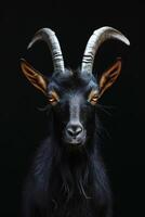 A black goat with horns on a black background photo