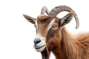 A goat with long horns on a white background photo
