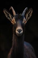 A goat with big horns and a dark background photo