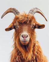 Portrait of a red goat with long horns on a white background photo
