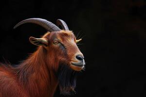 A goat with long horns standing in front of a dark background photo