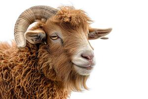 A goat with long horns on a white background photo