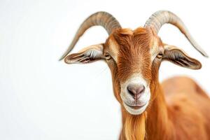 A goat with long horns on a white background photo