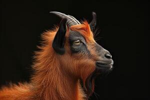 A goat with long horns on a black background photo