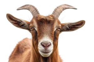 A goat with long horns on a white background photo