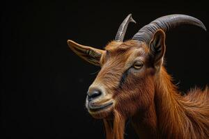 A goat with long horns on a black background photo