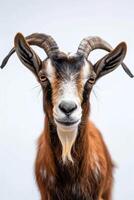 Portrait of a goat isolated on white background photo