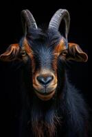 Portrait of a black goat on black background photo