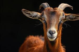 A goat with long horns on a black background photo