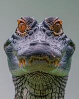 A close up of a crocodile's face photo