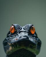 An alligator with bright orange eyes photo