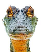 A close up of a crocodile's head photo