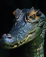 A close up of a crocodile's head photo