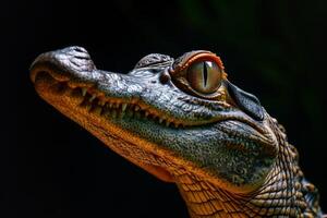 A close up of a crocodile's head photo