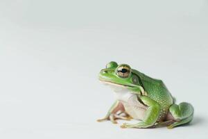 A green frog sitting on a white surface photo