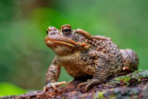 A toad is sitting on a tree branch photo