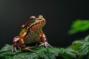 A colorful frog is sitting on top of a green leaf photo