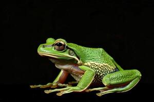 A green frog is sitting on a black background photo