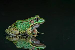 A green frog sitting on top of water photo