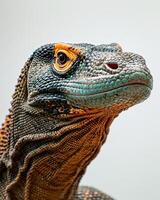 A lizard with a white head photo
