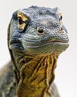 A close up of a lizard's head photo